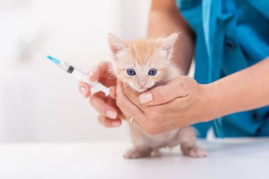 Veteriner kliniğinde küçük kedi yavrusu aşı olmak üzere
