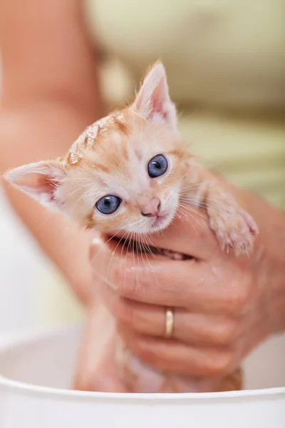 Sevimli bir kedi yavrusu banyo kadın elleri — Stok fotoğraf