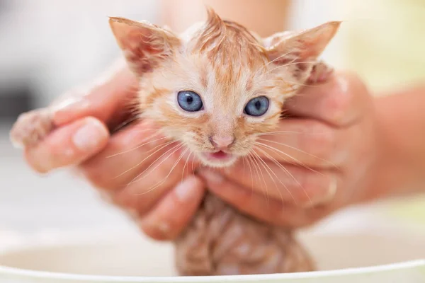 Kvinna händer håller ett bad en söt ingefära kattunge — Stockfoto