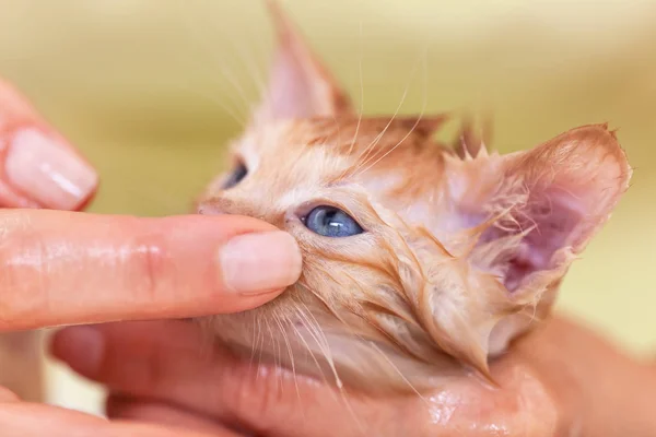 Женщина пальцы аккуратно мыть милое лицо котенка — стоковое фото