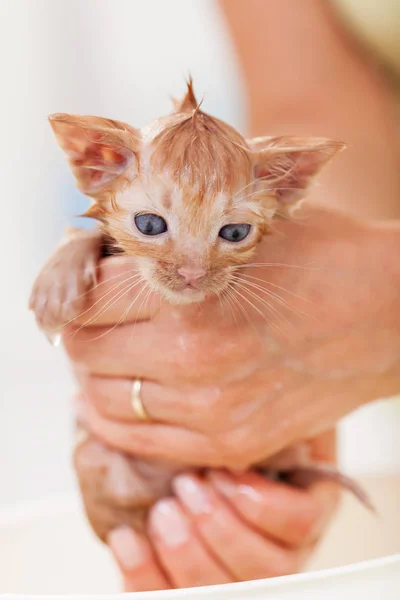 Bagno gattino carino - tenuto in mani di donna, primo piano — Foto Stock
