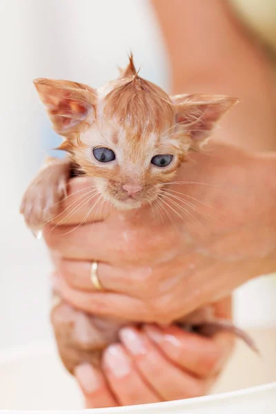 Söt kattunge bada-hölls i kvinnan händer, närbild — Stockfoto