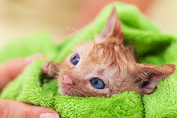 Lindo gatito con esperanza en su ojos seco después de baño rodado en un gre —  Fotos de Stock