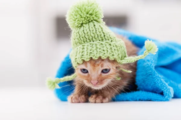 Lindo gatito descansando después del baño enrollado en una toalla —  Fotos de Stock