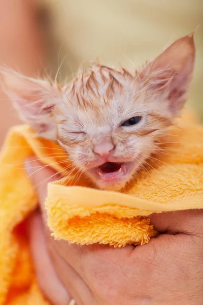 Gatinho jovem seco depois do banho enrolado em uma toalha — Fotografia de Stock