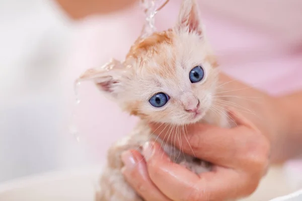 Banho de gatinho jovem - mãos de mulher segurando-a — Fotografia de Stock