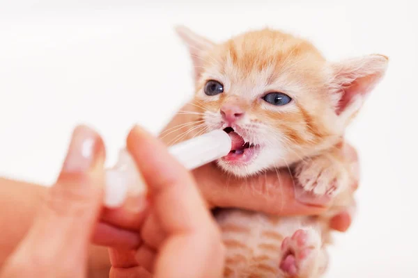 Mulher mãos com seringa alimentando um gatinho de resgate bonito — Fotografia de Stock