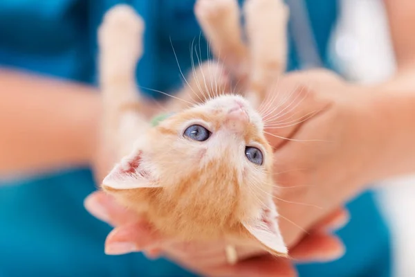 Roztomilá zázvorná kočička ležela na zádech a hrála ženské ruce — Stock fotografie