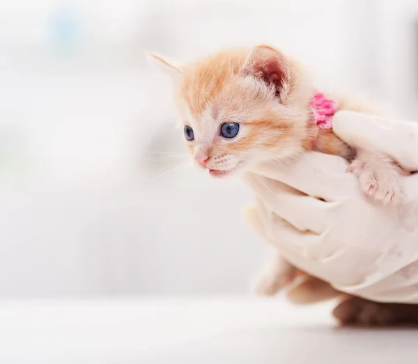 Gatinho bonito no veterinário - close up, profundidade rasa — Fotografia de Stock