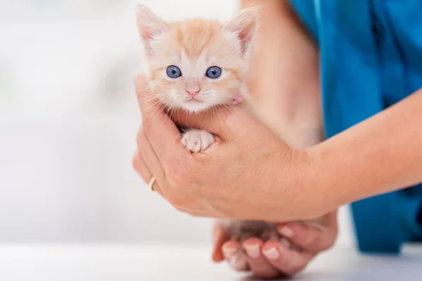 Симпатичный рыжий котенок в женских руках - закрыть — стоковое фото