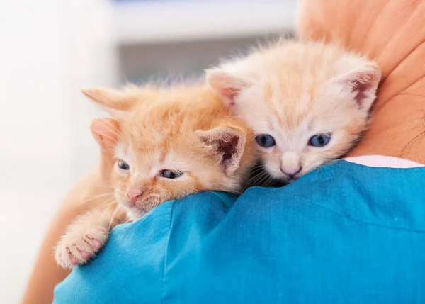 Hezké koťátka šplhají do bezpečí na veterinárním profesionálu — Stock fotografie