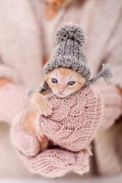 Готов к зиме - милый котенок с вязаной шерстяной шляпой у женщины — стоковое фото
