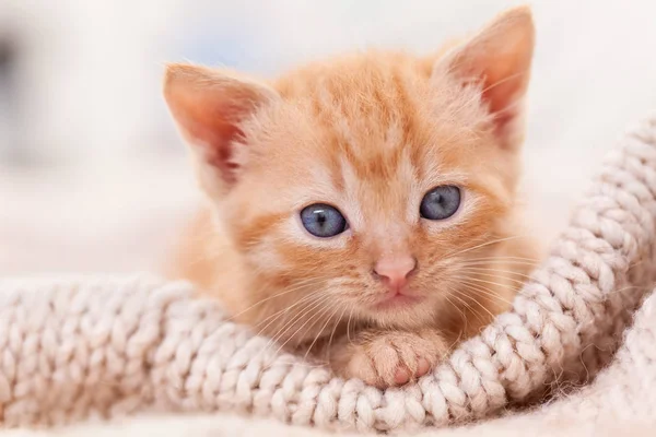 Gatinho de gengibre bonito olhando na câmera - close-up — Fotografia de Stock