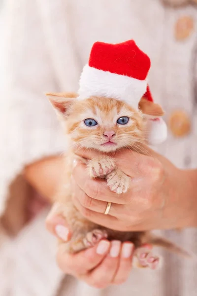 最高のクリスマスプレゼント - 女性の手でかわいい子猫 — ストック写真