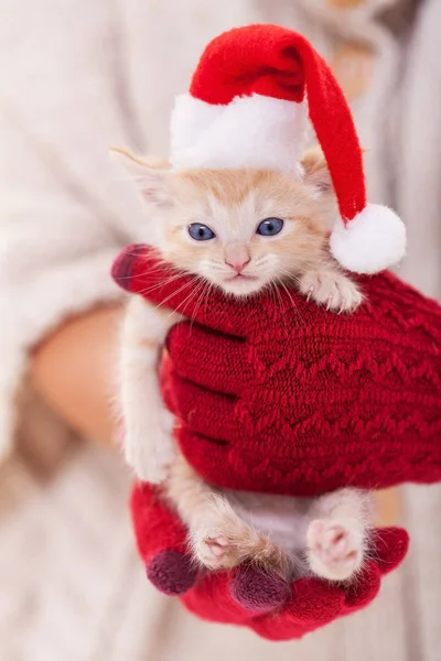 Mujer con guantes calientes sostienen lindo gatito jengibre con sombrero de santa  - — Foto de Stock