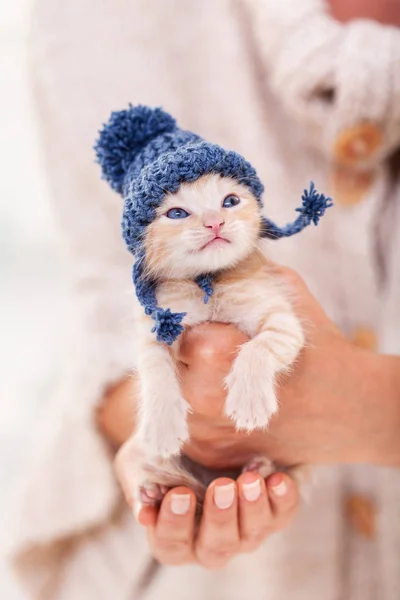 Милый котенок в шерстяной шляпе сидит в женской ладони — стоковое фото