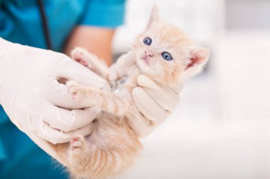 Veterinerlik uzmanı şirin bir kedi yavrusunu muayene ediyor. 