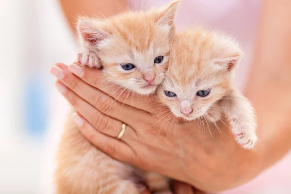 Adoreble fuzzy koťata v ženských rukou - zblízka — Stock fotografie