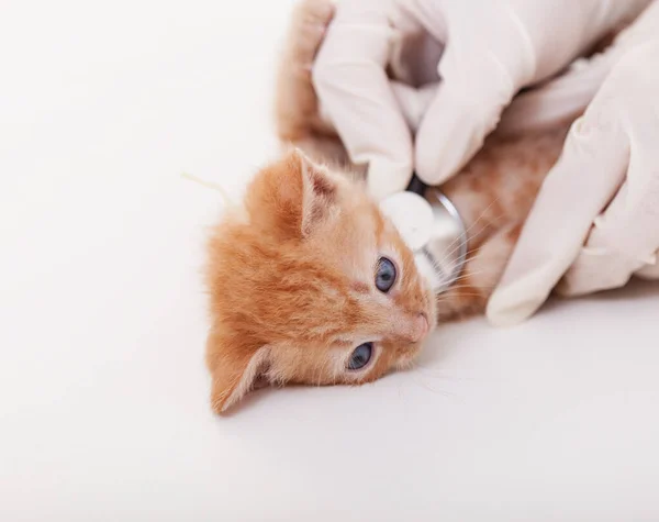 Roztomilé zrzavé kotě je vyšetřováno u veterinárního lékaře — Stock fotografie