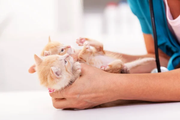 Tierärztin hält zwei süße Ingwer in den Händen — Stockfoto