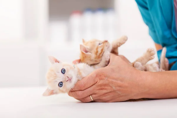 Veterinär sjukvårdspersonal hålla två söta ingefära kattunge — Stockfoto