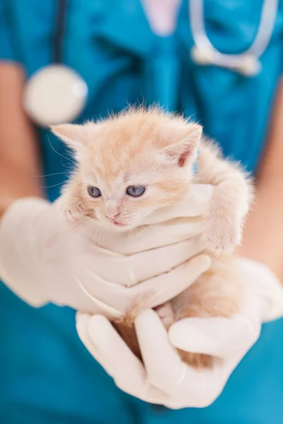 Chat Malade Images Libres De Droit Photos De Chat Malade Depositphotos Chat Malade Images Libres De Droit Photos De Chat Malade Depositphotos