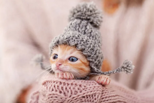 Cute ginger kitten with warm woolen hat prepared for winter — Stock Photo, Image