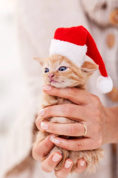 Śmieszne i słodkie rudy kotek z kapeluszem Mikołaja w rękach kobiety — Zdjęcie stockowe