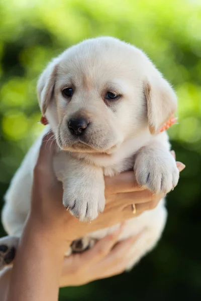 Genç Labrador Köpek Yavrusunu Yeşil Yeşilliklere Karşı Tutan Kadın Elleri — Stok fotoğraf