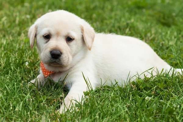 Mladý Labrador Štěně Pes Ležící Trávě Zblízka — Stock fotografie