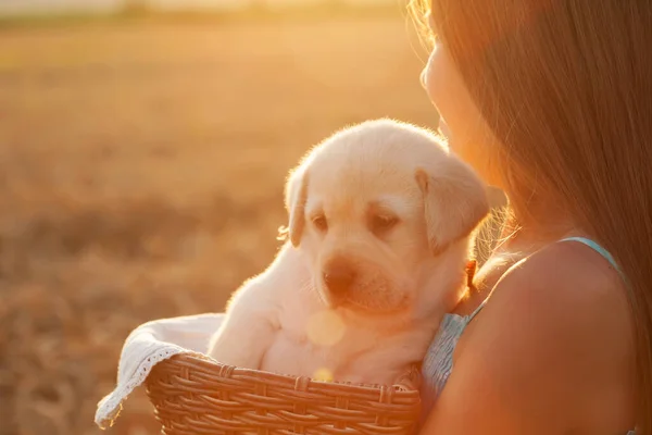 Flicka Håller Sin Lilla Valp Hund Korg Tittar Solnedgången Närbild — Stockfoto