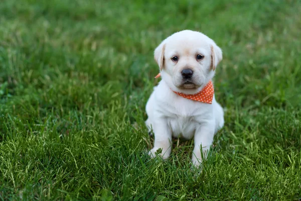 Alerta Cão Filhote Cachorro Labrador Sentado Grama Bola Peluda Bonito Fotos De Bancos De Imagens