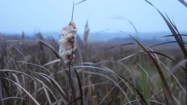 Старая трость на ветру в болоте — стоковое видео