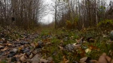 Comouflage silahla avcı ormanda yürür