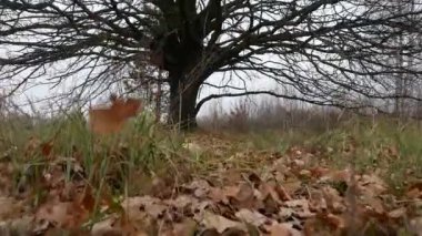 Hunter üç altında dinlenmeye karar verdi