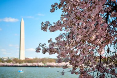 Anıtın içinde belgili tanımlık geçmiş ile Washington DC kiraz çiçeği.
