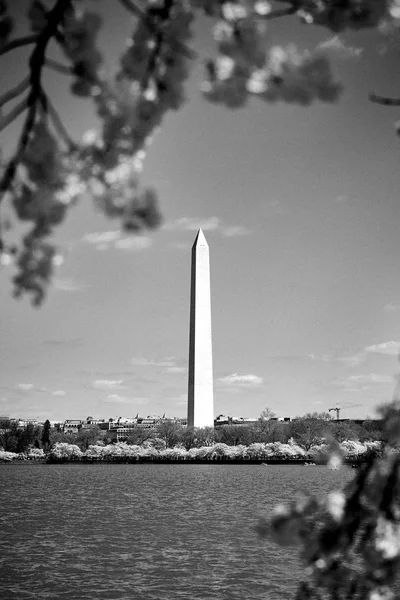 Памятник Вашингтону в черно-белом цвете во время фестиваля вишни . — стоковое фото