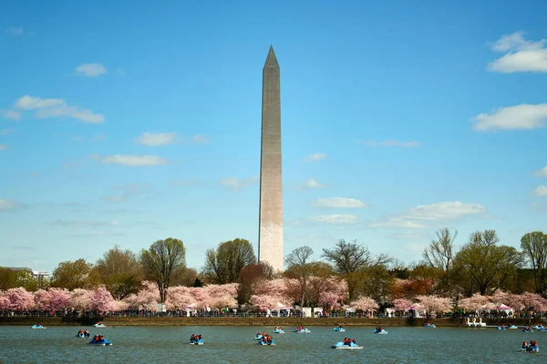 Вашингтон, США - апрель 2018 года: Памятник Вашингтону рассматривается в приливном бассейне во время Фестиваля цветения вишни . — стоковое фото