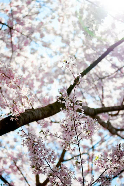 Flor de cerezo con cielo azul y sol . — Foto de Stock