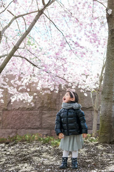 Bebé niña disfruta de la flor de cerezo . — Foto de Stock