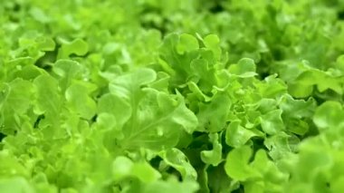 Serada büyüyen bitkilerin manzarasını kapat