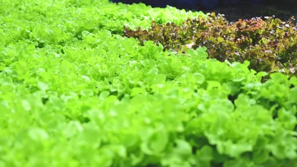 温室内で栽培されている植物の近景 — ストック動画