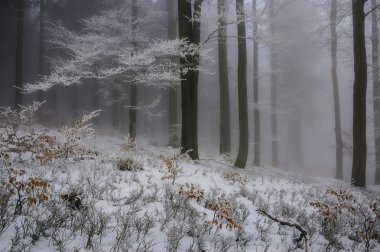 Arkasında sis olan kış kayın ormanları