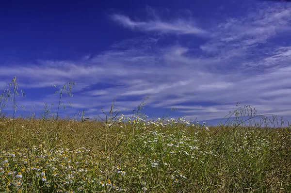 阳光明媚的日子 草地上有白色的花朵和青草的天空背景 — 图库照片