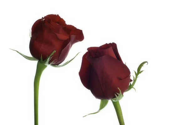 Zwei Rote Rosen Auf Weißem Hintergrund — Stockfoto