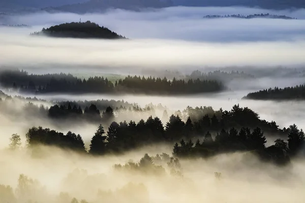 捷克瑞士的混合森林与雾的早晨看法 — 图库照片
