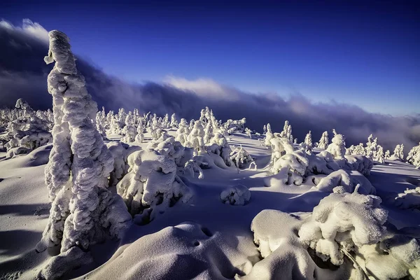 Вид Зимний Пейзаж Деревьями — стоковое фото