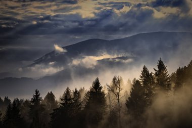 Çam ormanı, sisli yatay görünümünü