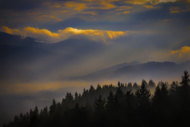 Çam ormanı, sisli yatay görünümünü