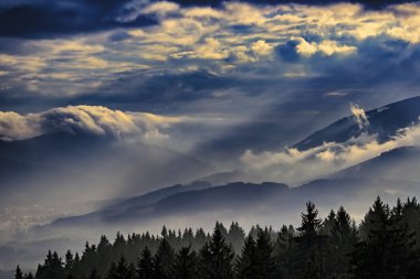 Çam ormanı, sisli yatay görünümünü